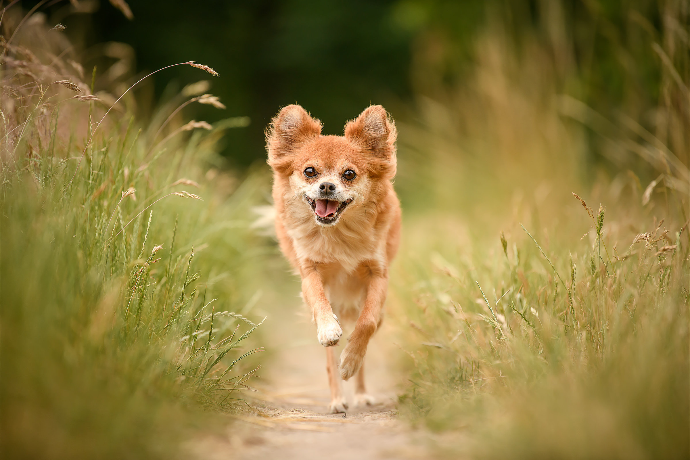 Fuchsfarbener Chihuahua läuft einen Weg entlang