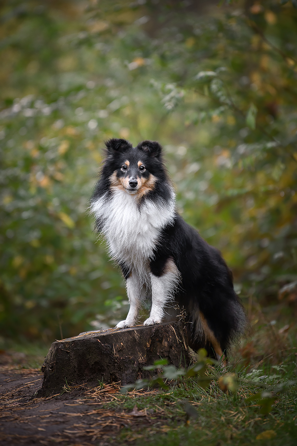Sheltie posiert für ein Foto