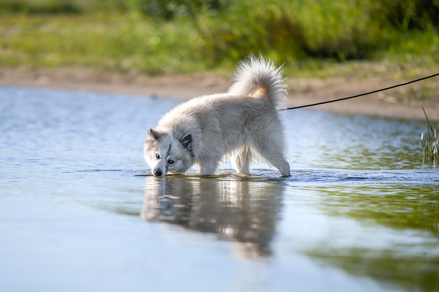 Islandhund mit Leine im Wasser