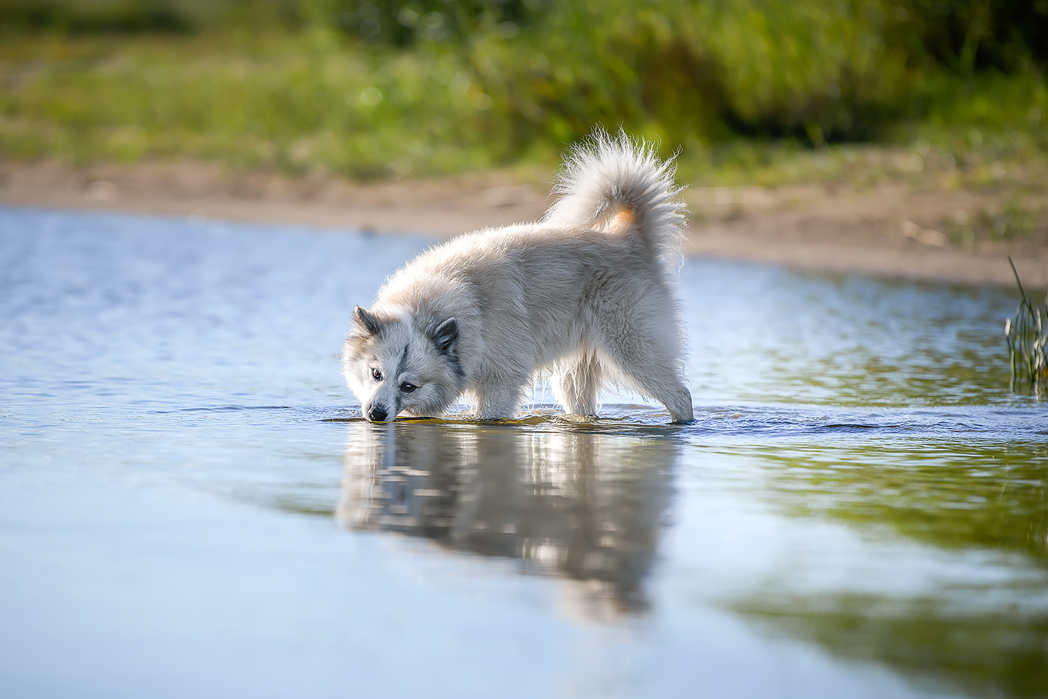 Islandhund ohne Leine im Wasser