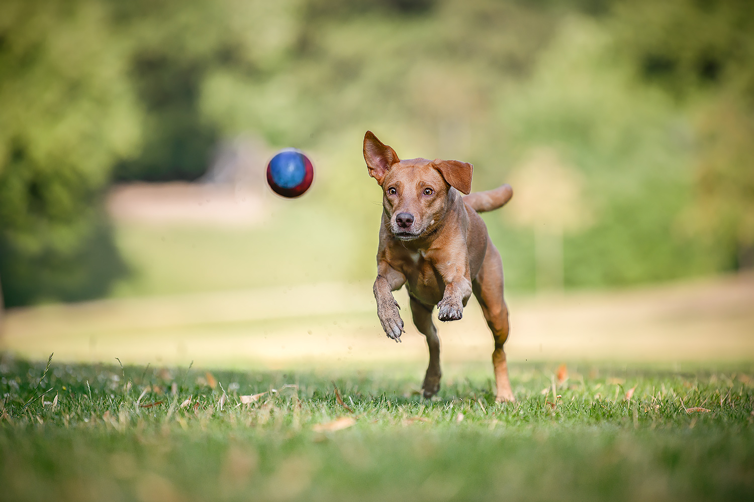 Hund spielt mit Ball beim Fotoshooting