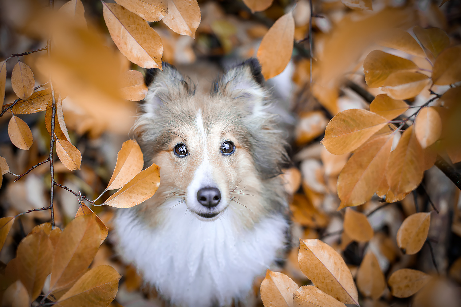 Fotoshooting mit Hund, Sheltie im Herbstlaub