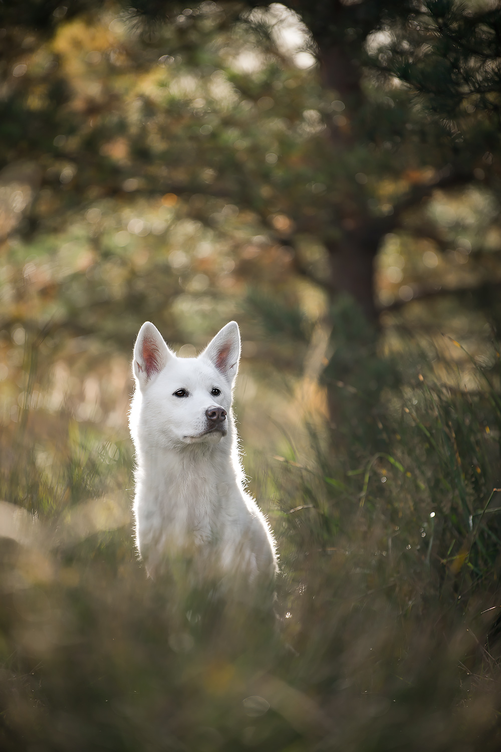 Weißer Akita Inu sitzt im Gras