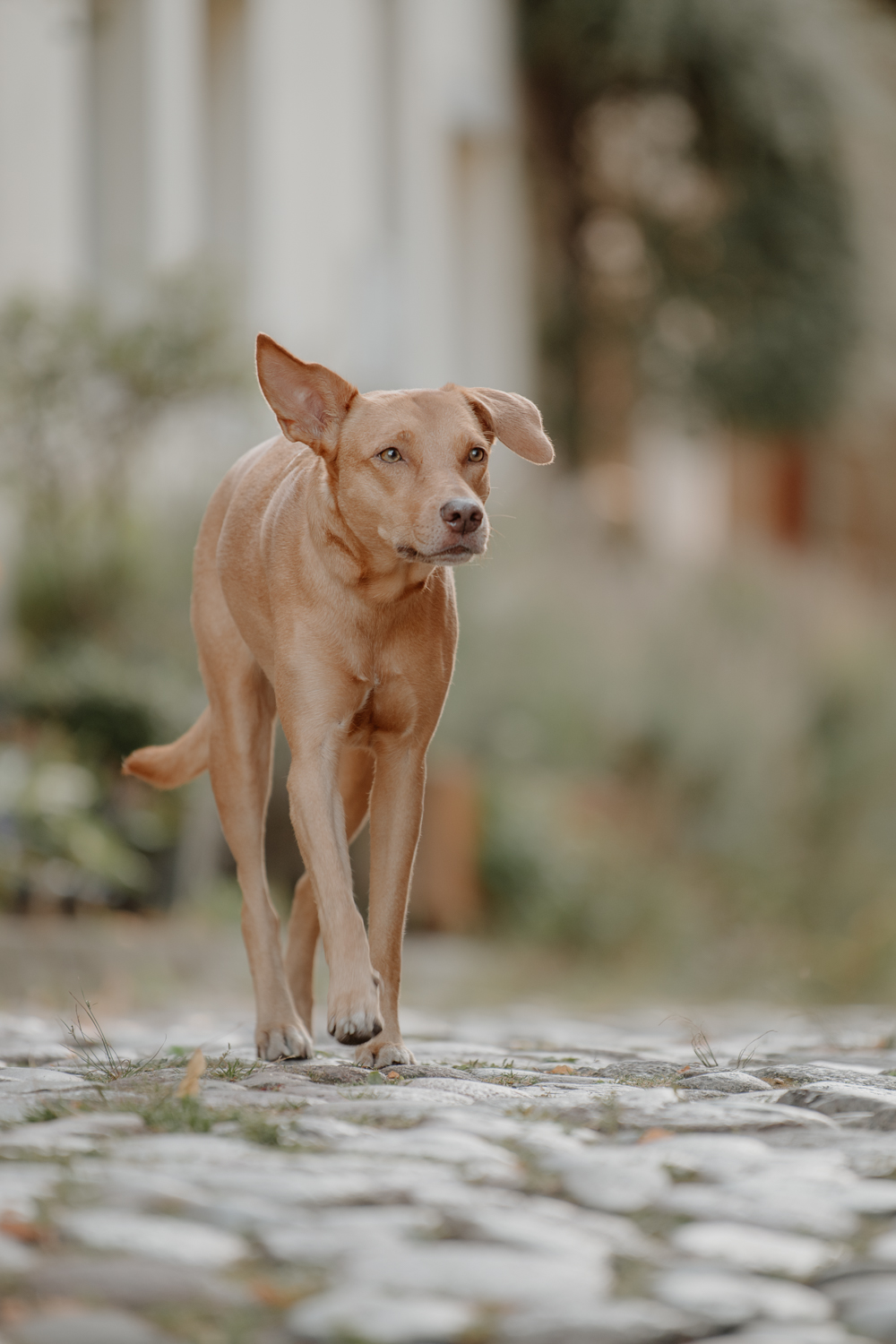 preise-lichtbildmanufaktur-fuer-hunde-hundefotografie-hamburg-wendland-2