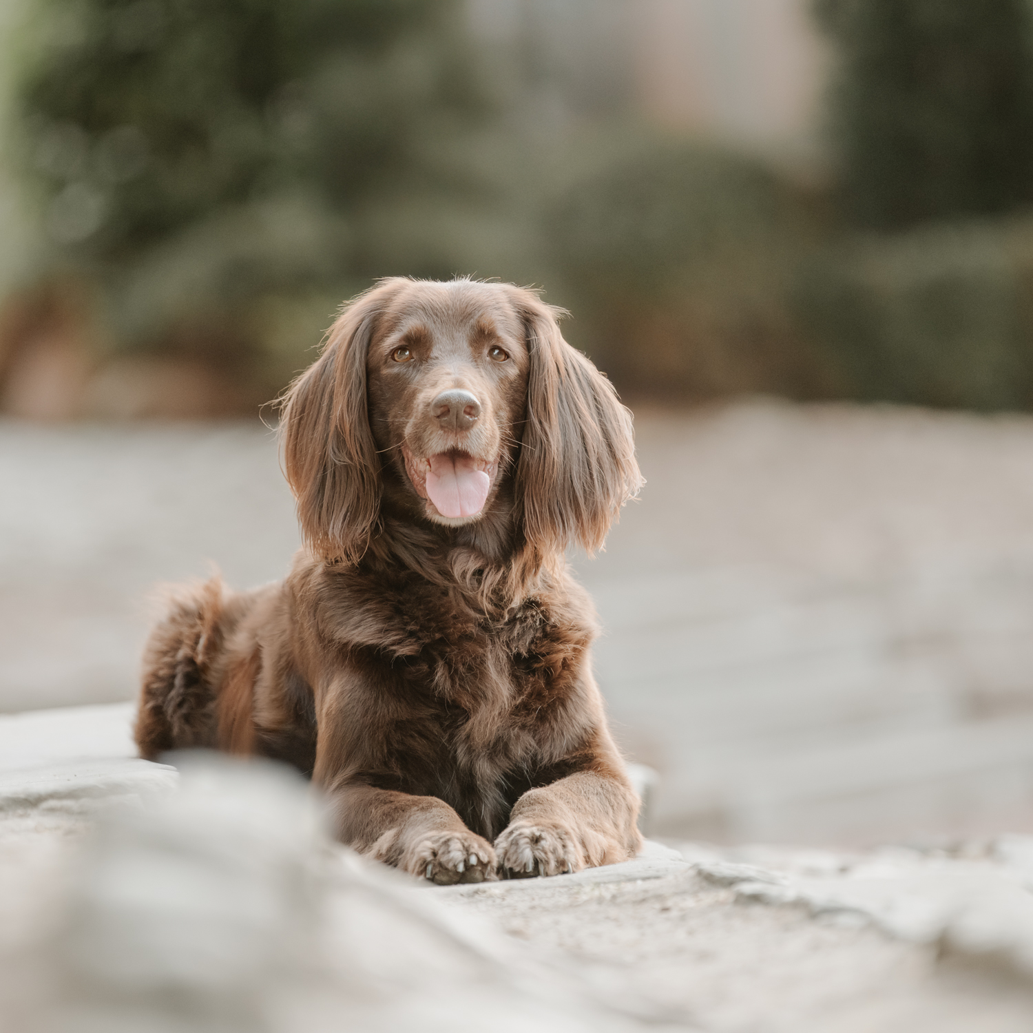 hundeportrait-shooting-lichtbildmanufaktur-fuer-hunde-hundefotografie-hamburg-wendland-1