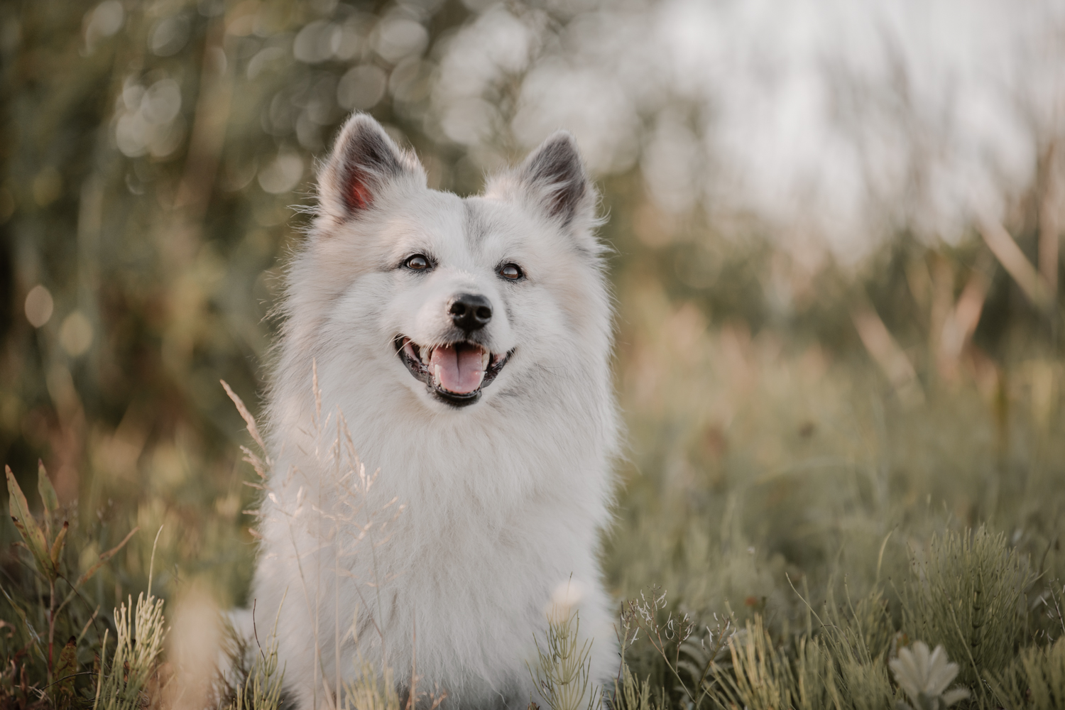 kundenbewertung-lichtbildmanufaktur-fuer-hunde-hundefotografie-hamburg-wendland-4