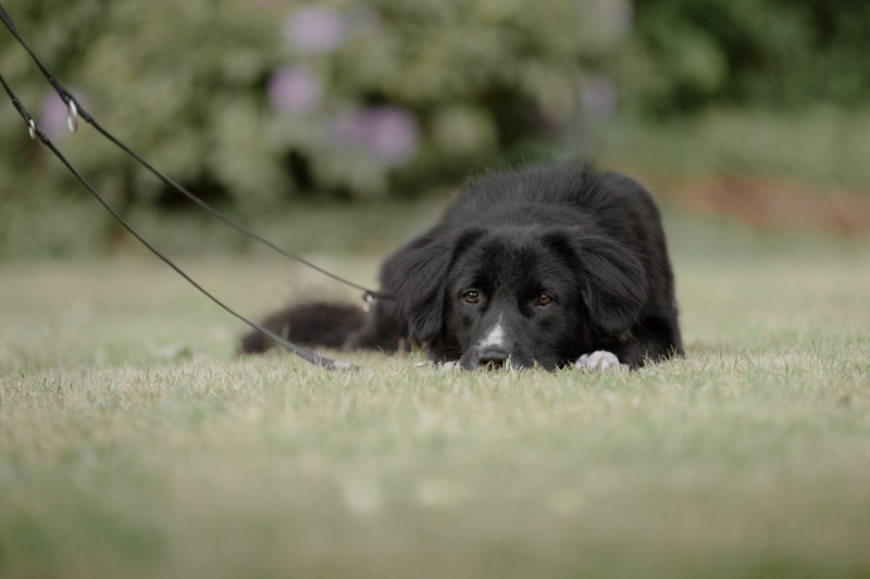 fotos-fuer-pfoten-felicia-harms-tierschutz