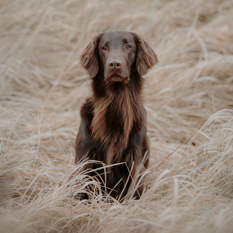 retriever-hundeportrait-lichtbildmanufaktur-fuer-hunde