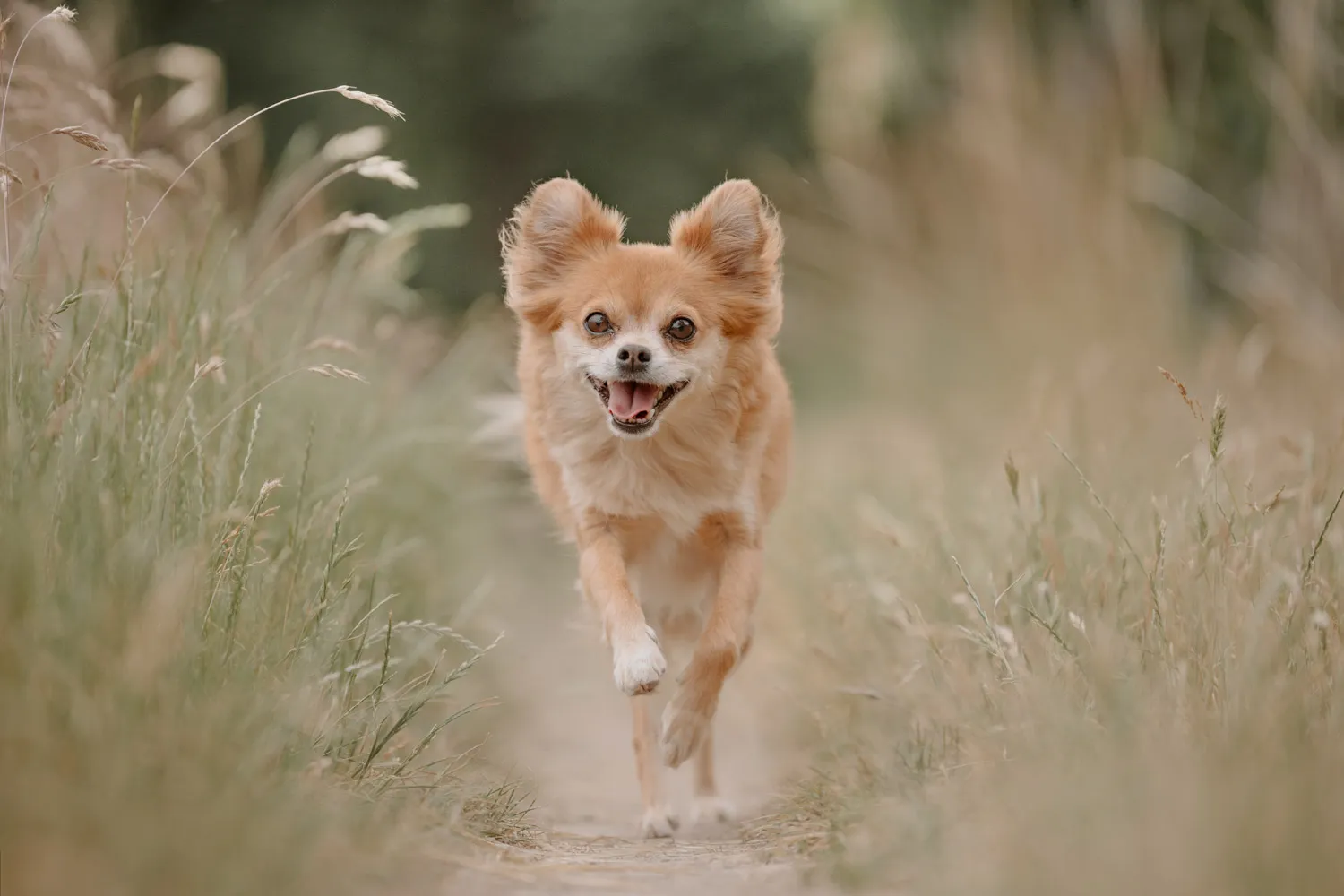Chihuahua läuft durch hohes Gras direkt auf die Kamera zu