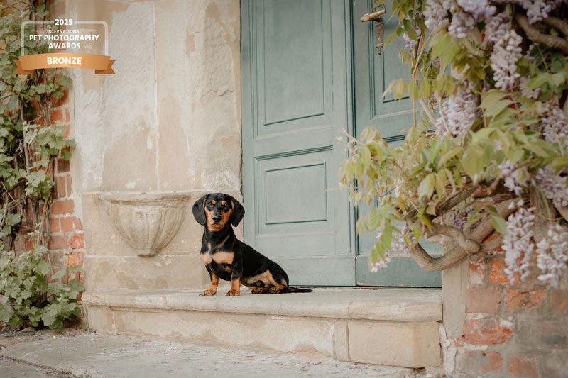 Dackel sitzt vor einem Gebäude in der Altstadt von Lüneburg