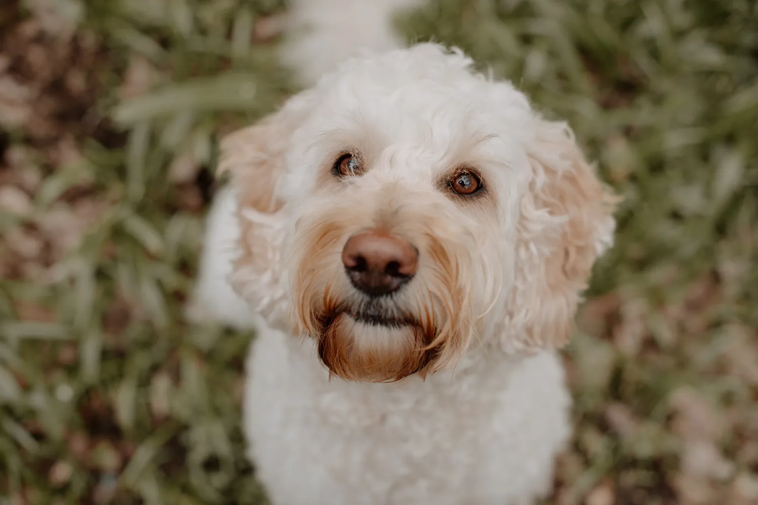 Golden Doodle blickt von unten nach oben in die Kamera
