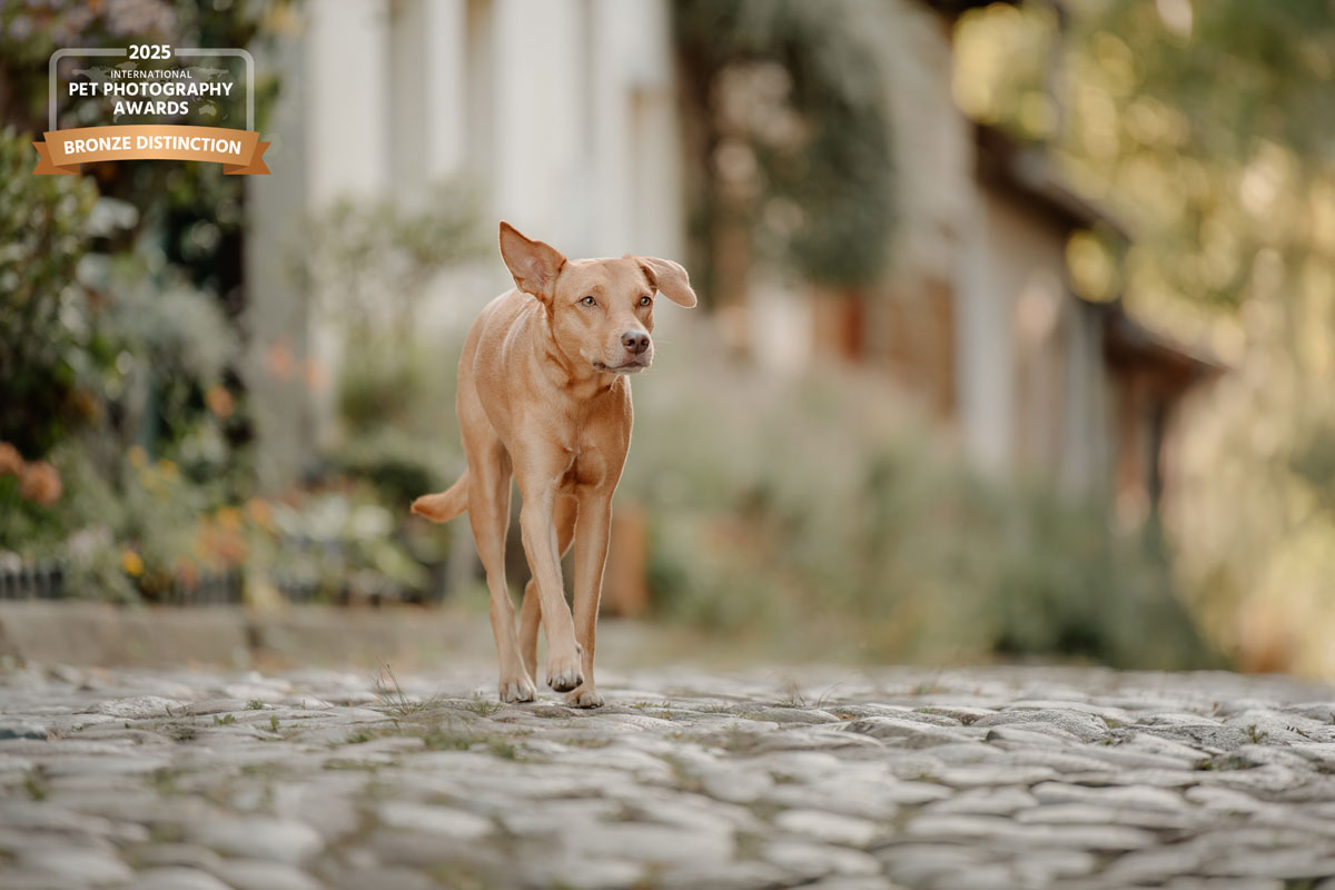 Hund läuft im Sommer eine Kopfsteinpflasterstraße in der Altstadt von Lüneburg entlang