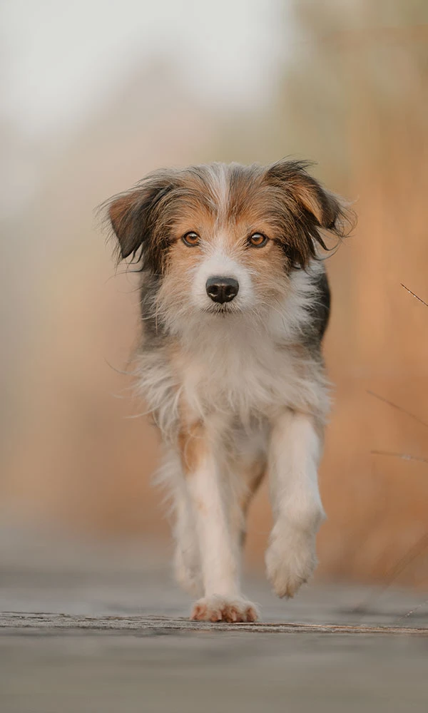 Hund läuft bei einem Fotoshooting im Herbst auf einem Steg
