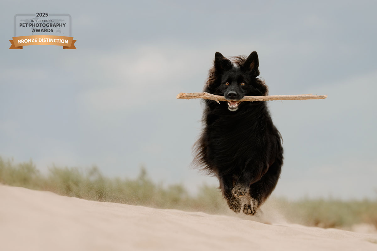 Hund spielt mit einem Stock am Elbstrand und tobt im Sand