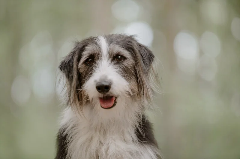 Hund im Wald bei Lüneburg blickt während eines Fotoshootings direkt in die Kamera