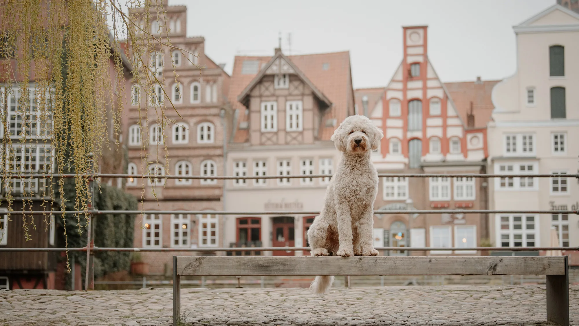 Golden Doodle sitzt bei einem Hundefotoshooting auf einer Bank beim alten Kran in Lüneburg