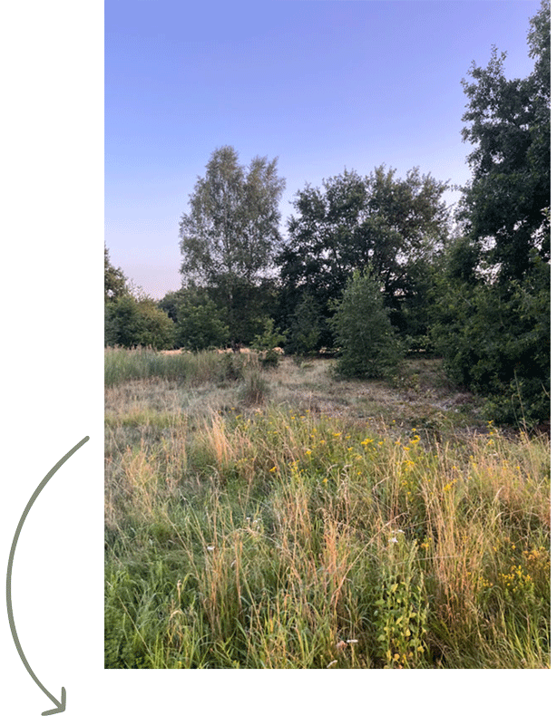 Passende Location bei Lüneburg als Handyfoto vor dem Hundefotoshooting