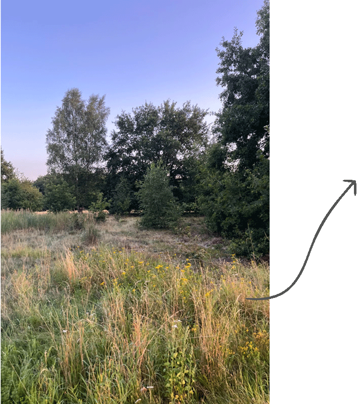 Passende Location bei Lüneburg als Handyfoto vor dem Hundefotoshooting