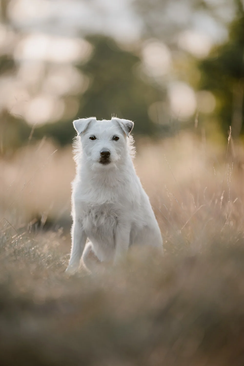 Hund beim professionellen Hundefotoshooting in der Nähe von Lüneburg an einer passenden Location