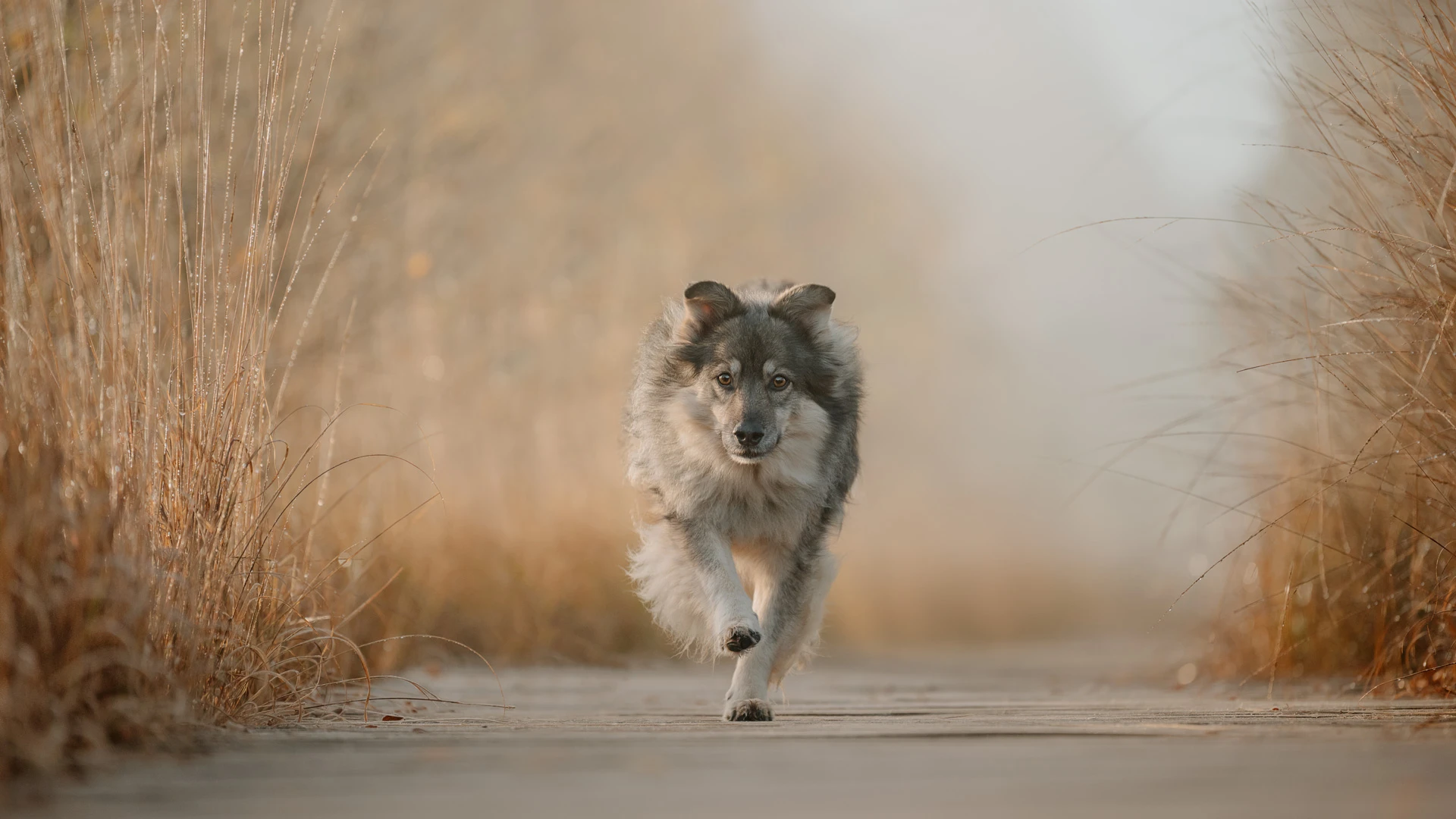 Hund läuft bei einem Fotoshooting auf einem Steg durch den Nebel an einem Herbstmorgen bei Lüneburg