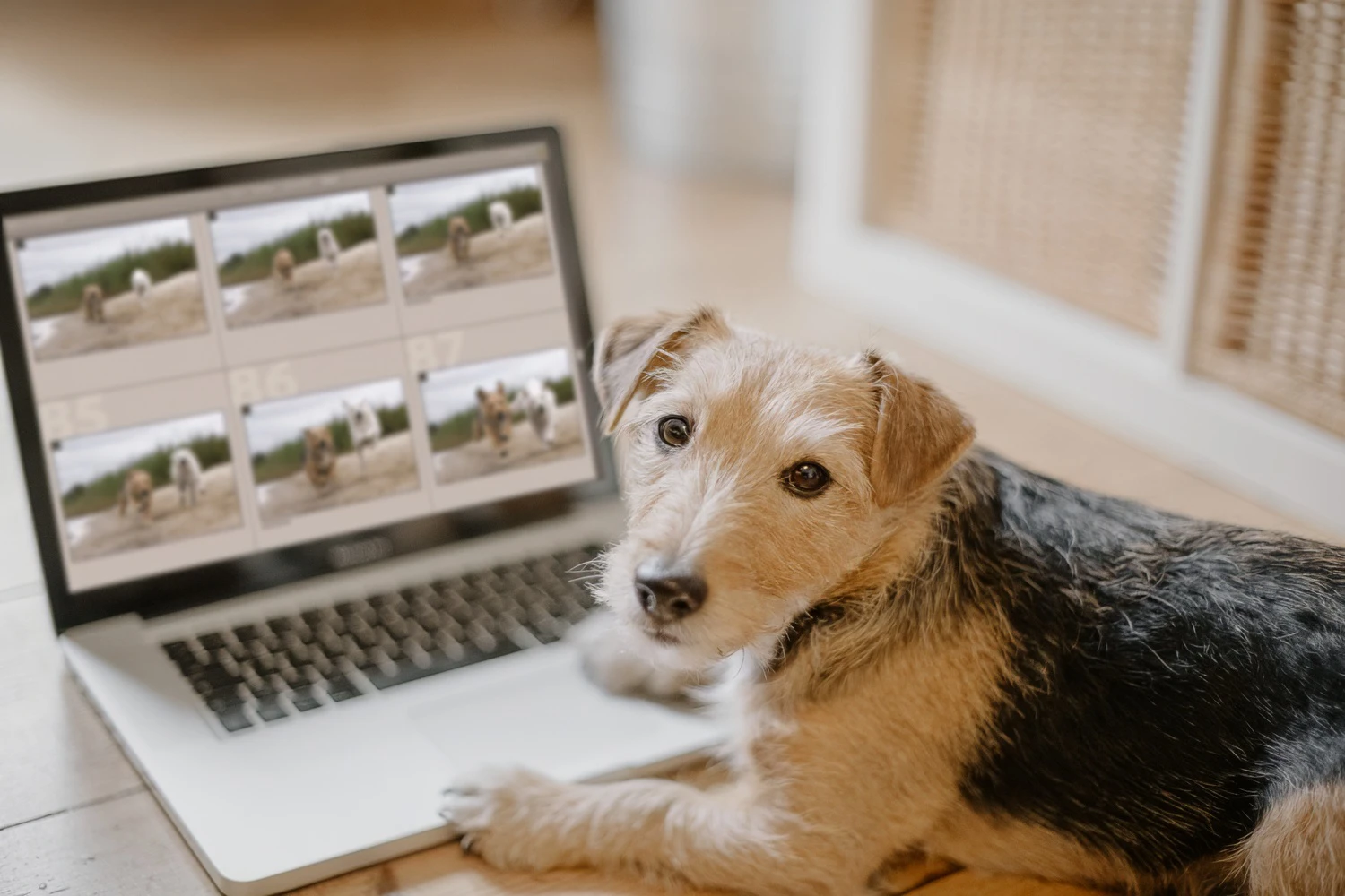 Hund liegt vor einem Laptop und schaut sich die digitalen Dateien aus einem Fotoshooting an