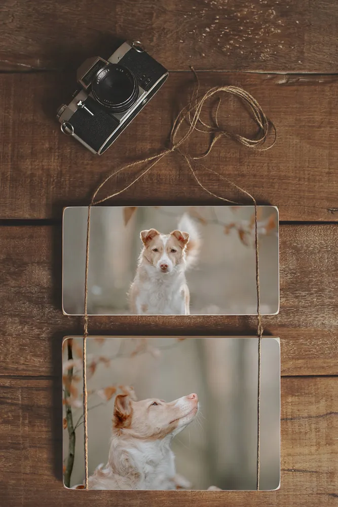 Zwei Hundefotografien als Wandbilder auf Holz gedruckt