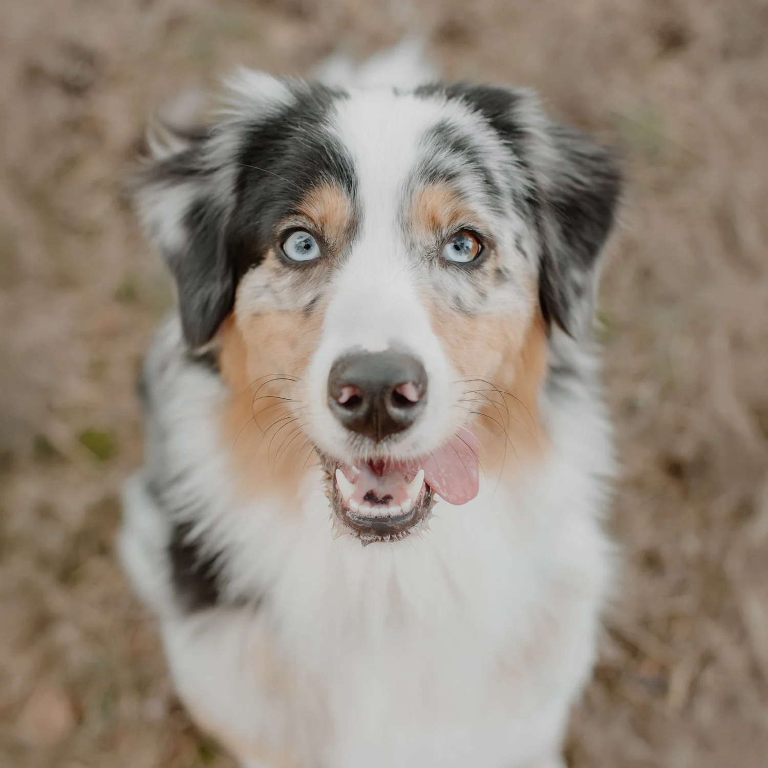 Australian Shepherd blickt beim Hundefotoshooting entspannt von unten in die Kamera