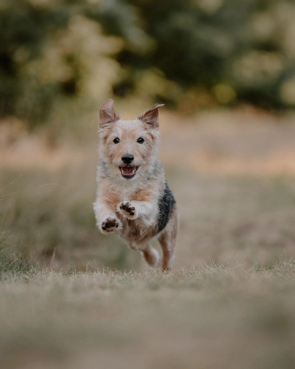 Kleiner Hund läuft bei einem Outdoor-Fotoshooting über eine Wiese