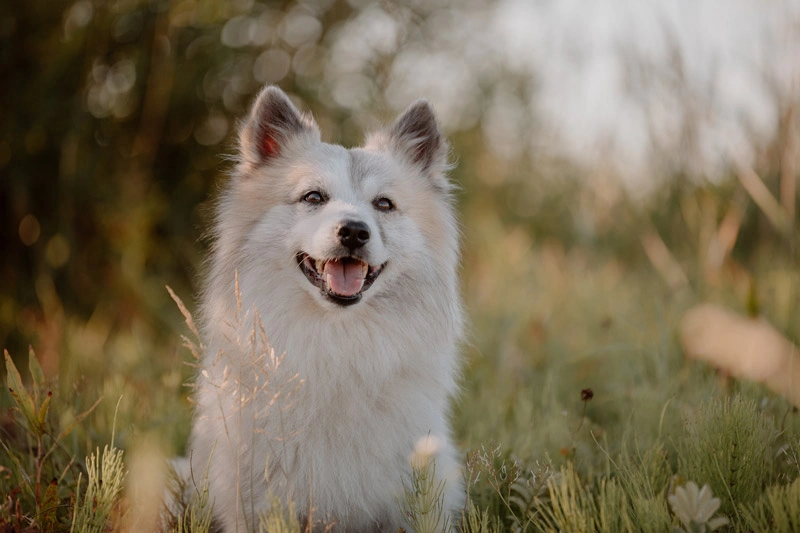 Islandhund sitzt während eines Fotoshootings auf einer Wiese in der Morgensonne