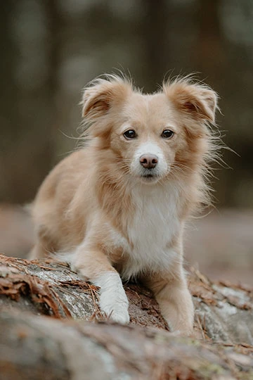 Kleiner Mischlingshund liegt auf einem Baumstamm und guckt in die Kamera