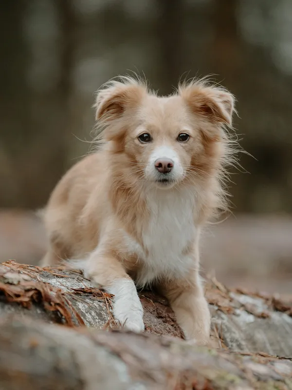Kleiner Hund sitzt auf einem Baumstamm und blickt in die Kamera bei einem Portraitshooting
