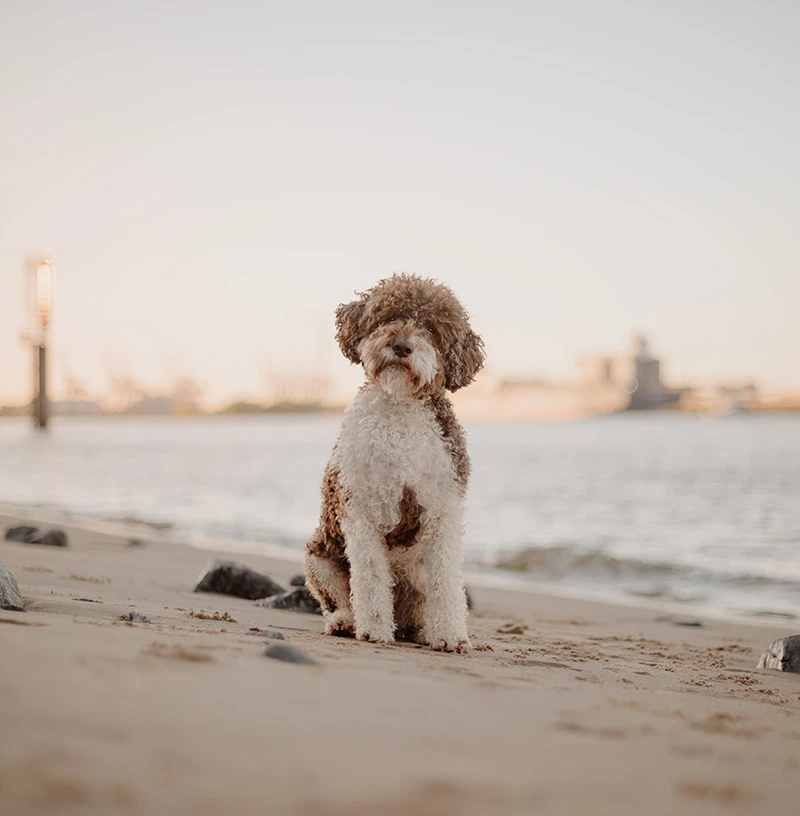 Lagotto Romagnolo sitzt am Elbstrand in Hamburg