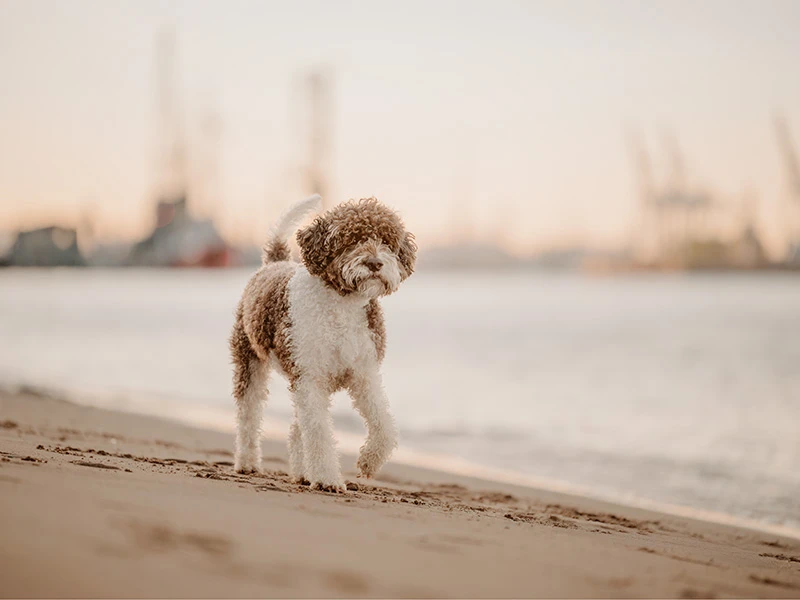 Lagotto Romagnolo läuft den Elbstrand in Hamburg entlang