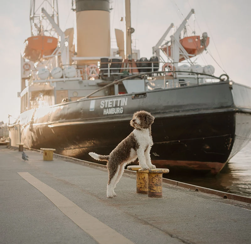 Lagotto Romagnolo steht vor den Schiffen am Museumshafen in Hamburg