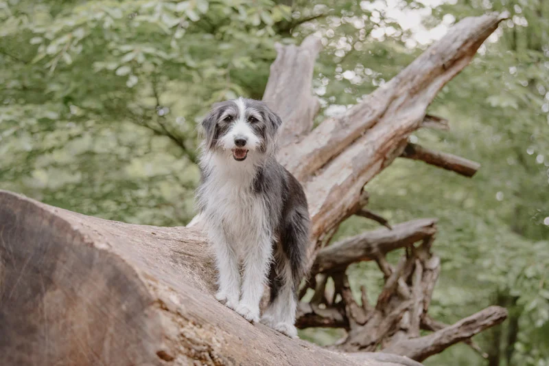 Mischlingshund steht während eines Hundefotoshootings auf einem großen Baumstamm im Wald in Lüneburg