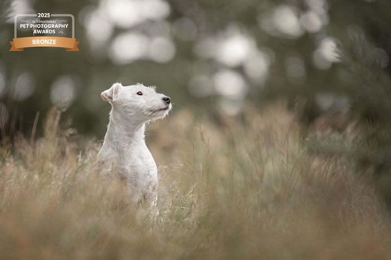 Parson Russell Terrier Hündin sitzt im hohen Gras bei einem Hundefotoshooting