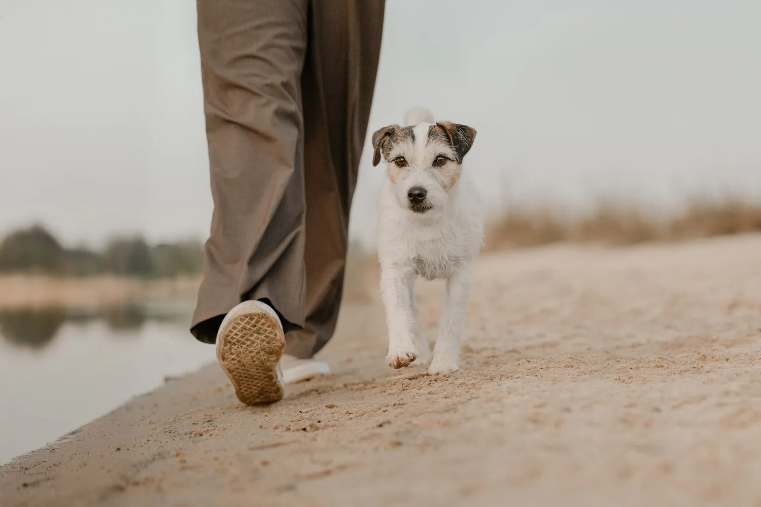 Parson Russell Terrier läuft mit seinem Menschen am Elbstrand beim Fotoshooting