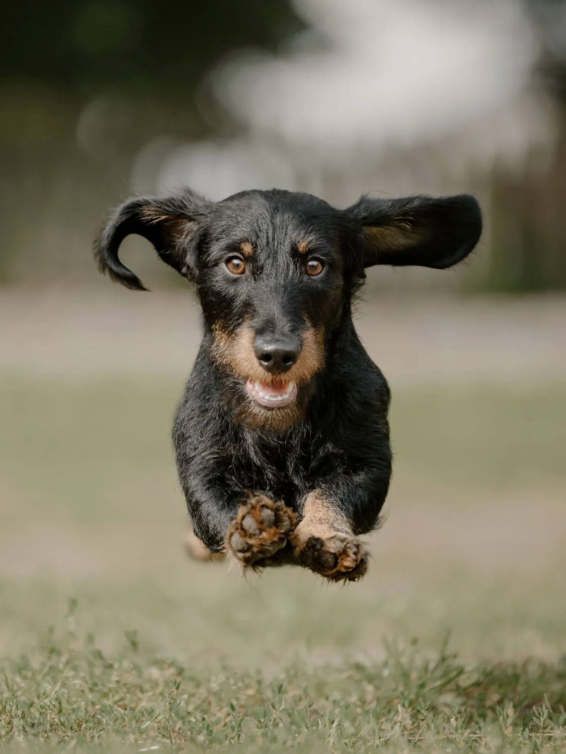Rauhaardackel läuft während eines Hundefotoshootings direkt auf die Kamera zu