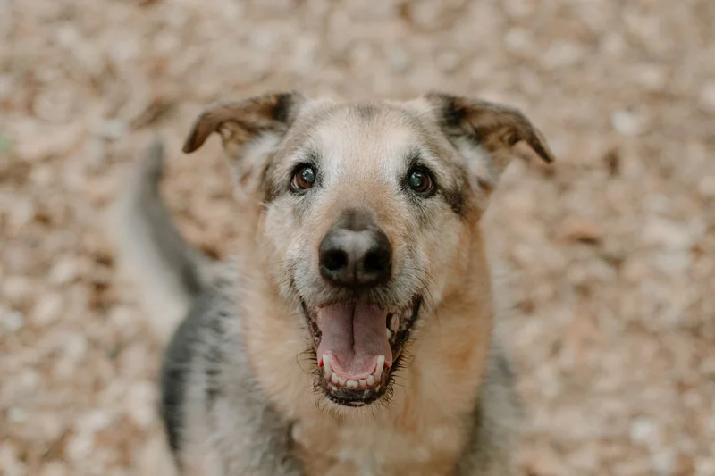 Schäferhundmischling blickt von unten in die Kamera bei einem Hundefotoshooting