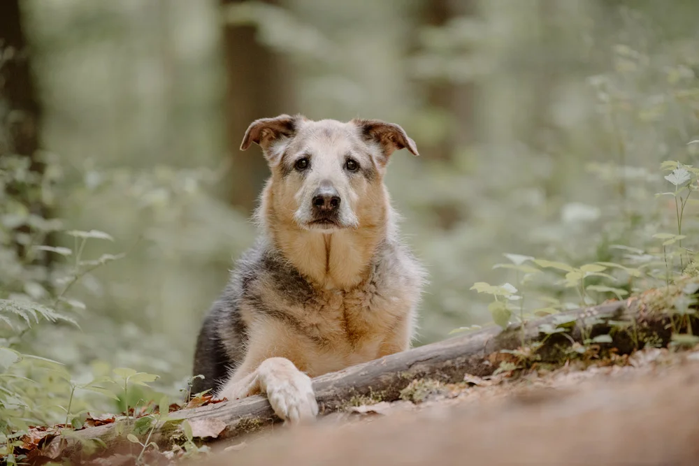 Entspannter Schäferhund beim Hundefotoshooting im Wald in Lüneburg