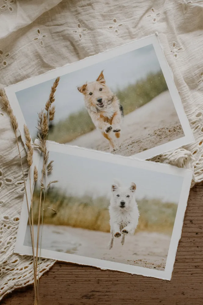 Zwei Hundefotos als Vintage-Print