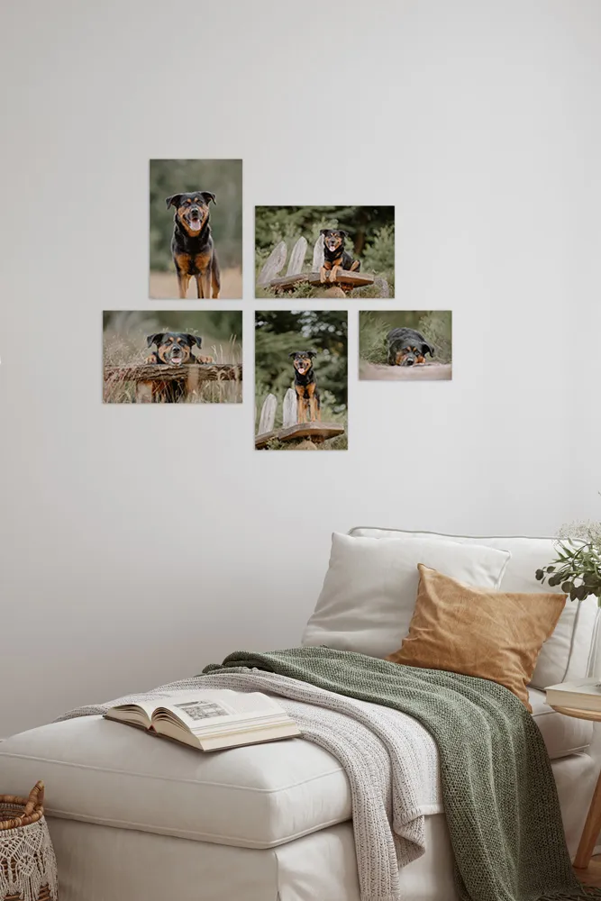Wandgalerie mit Hundefotografien an der Wand in einem Wohnraum