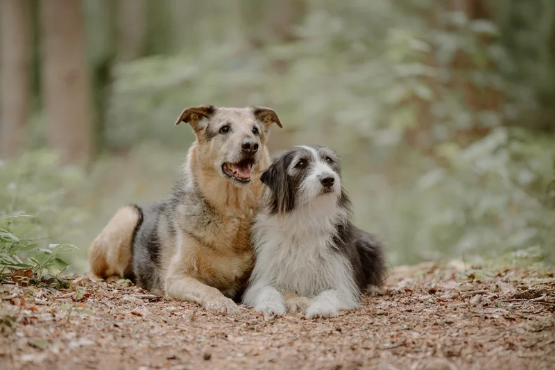 Zwei Hunde liegen nebeneinander im Wald in Lüneburg