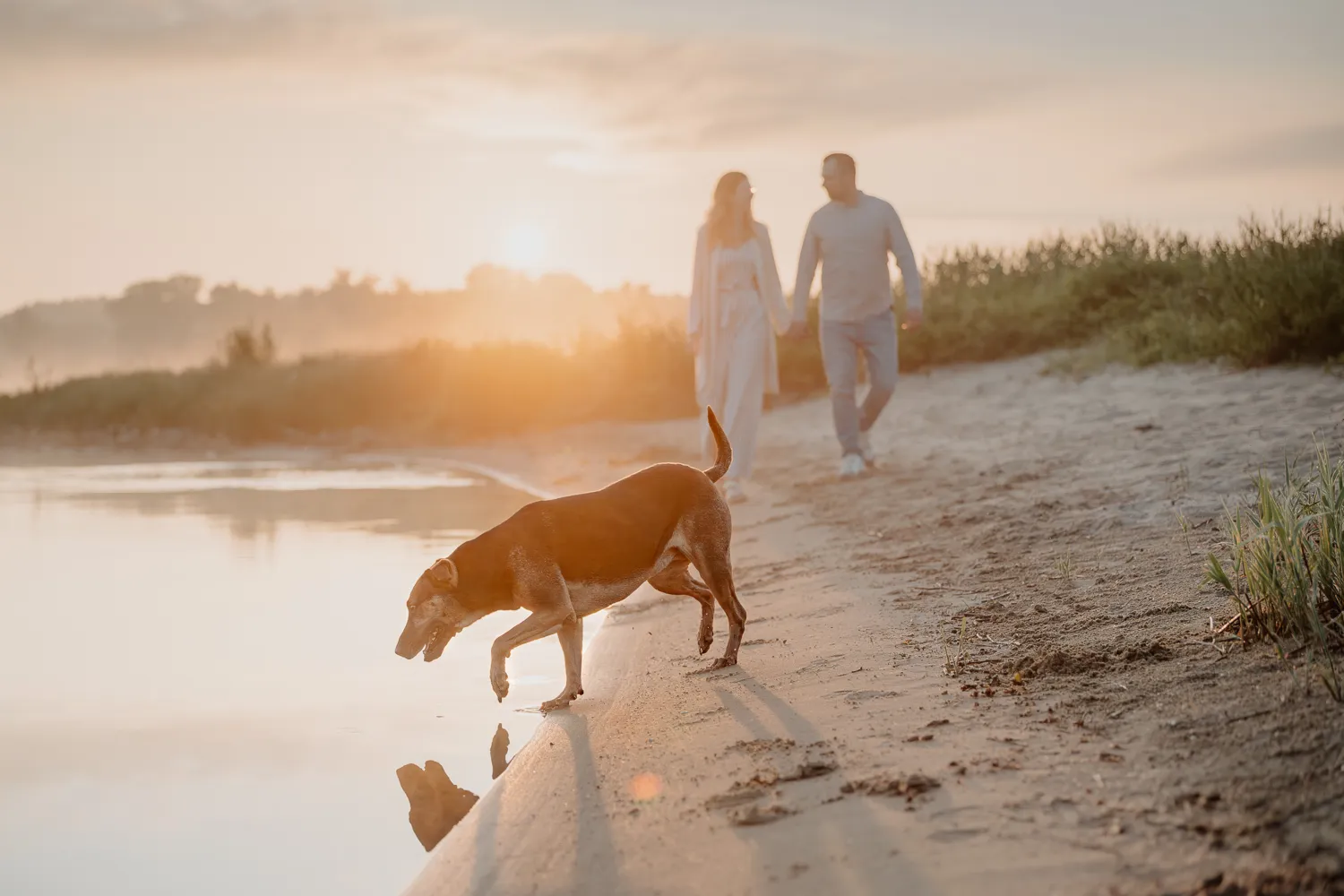 Islandhund sitzt während eines Fotoshootings auf einer Wiese in der Morgensonne