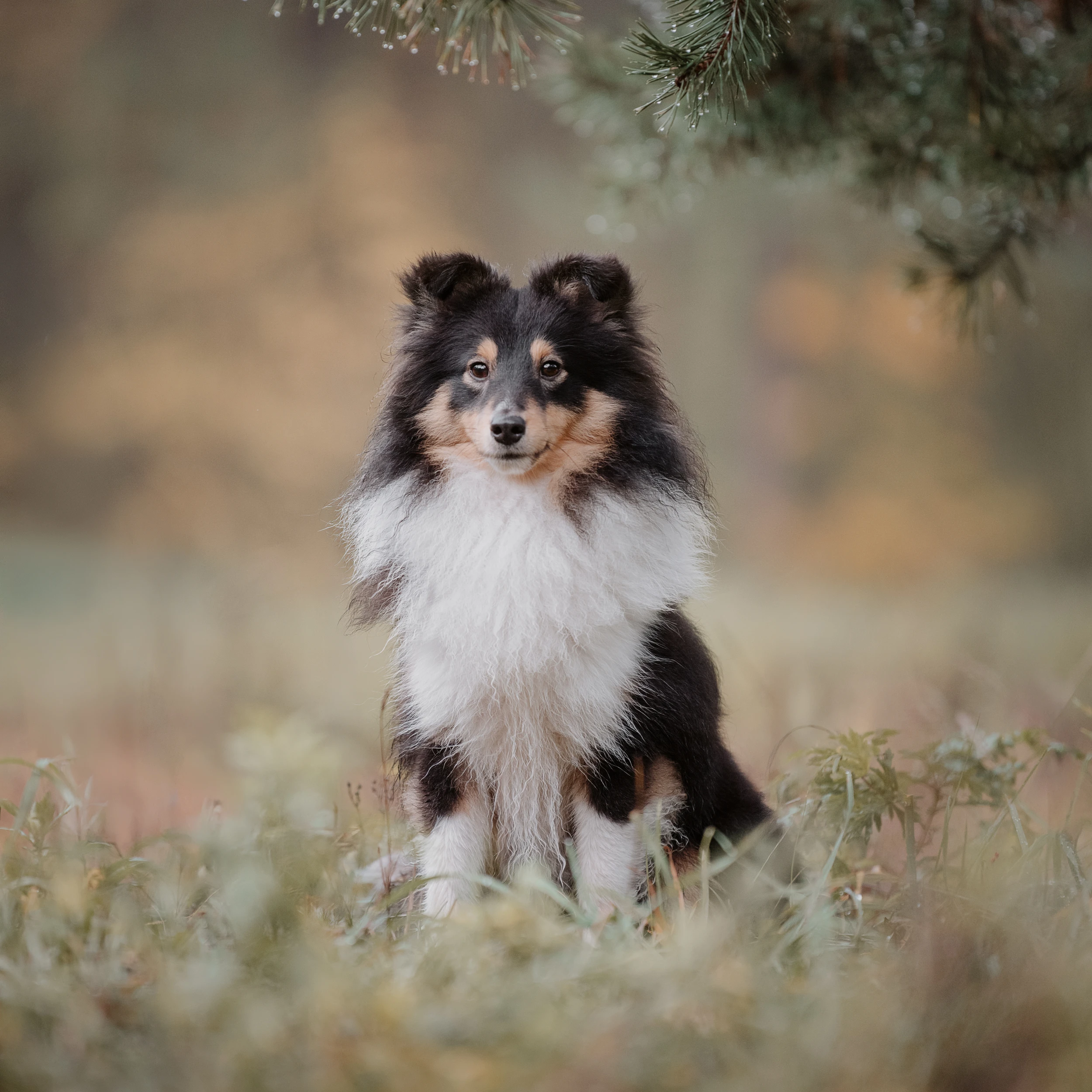 Ein Sheltie sitzt im Herbst auf einer Wiese unter einer Tanne mit Tautropfen